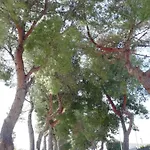Casa Di Ospitalita Religiosa San Francesco D'assisi - Ba Hotel *